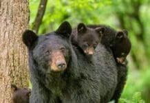 Explore the Roaring Fork Motor Nature Trail in a Comfy Mercedes SUV Roaring Fork Motor Nature Trail Bears Cubs Gatlinburg