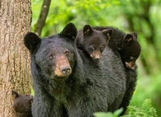 Explore the Roaring Fork Motor Nature Trail in a Comfy Mercedes SUV Roaring Fork Motor Nature Trail Bears Cubs Gatlinburg